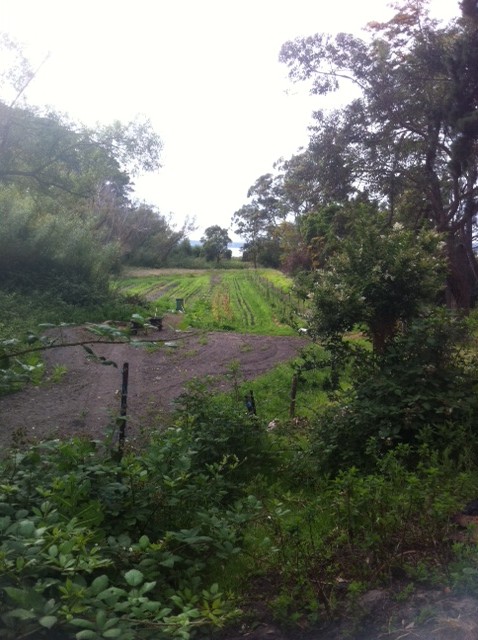 shot of main crop area showing rows of greens growing in the distance