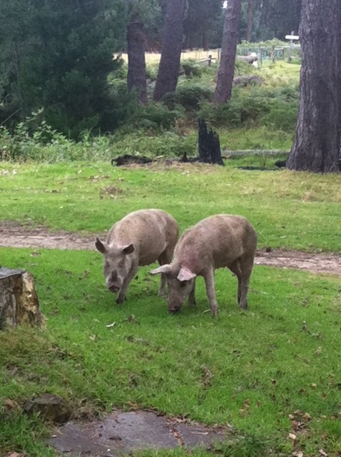two young pigs roaming around the farm
