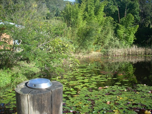 pond near main house