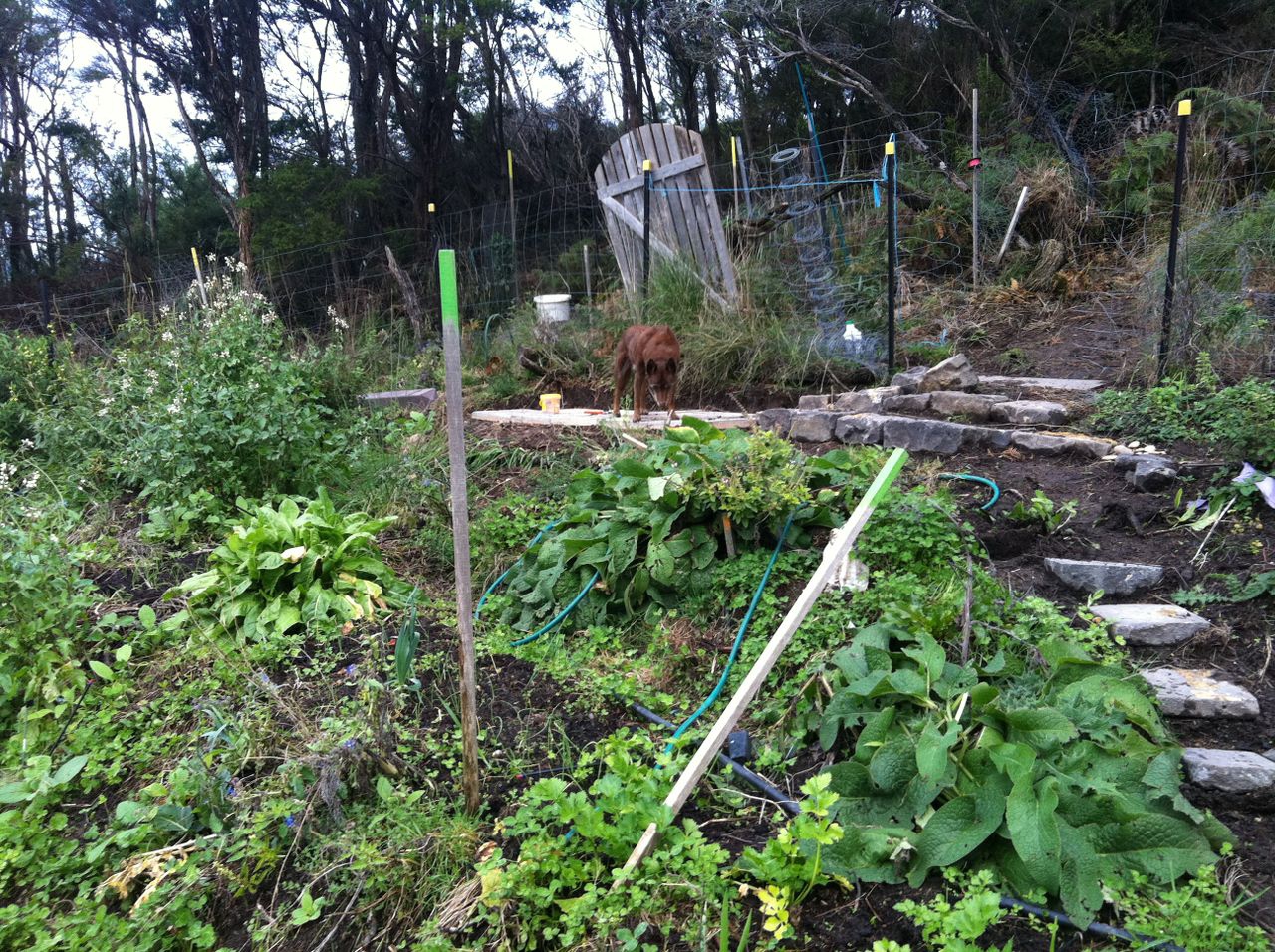 Picture of top part of vege (house) garden. Garden is terraced into the hill. New blue stone steps can be seen.