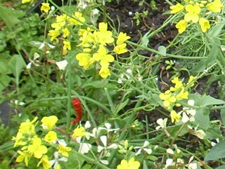 pretty flower