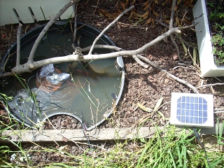 newly completed pond showing solar pump and plants growing in pond