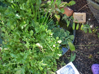 established pond showing with many plants growing in pond