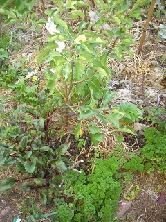 apple tree small