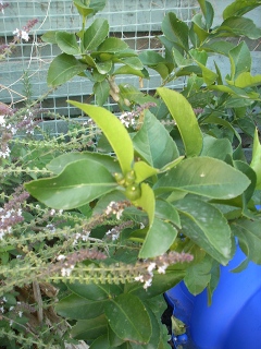 lemon tree small