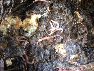 worms