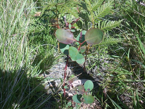 sugar gum seedline planted in ground marked by a stake