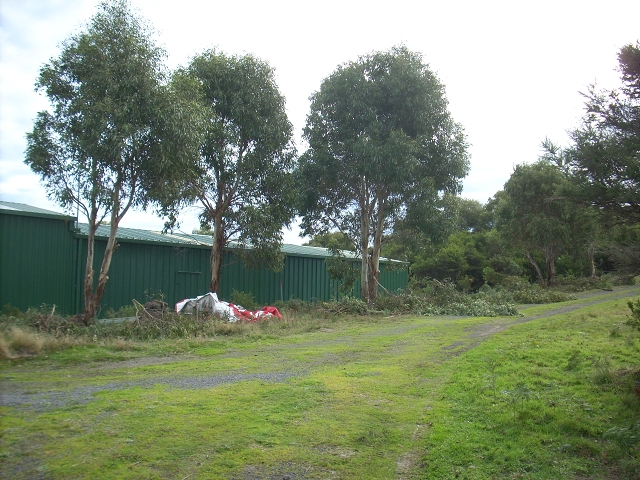 Gum trees growing too close to shed