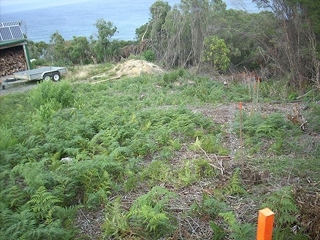 Stakes shows a line of young poplars planted on edge of the forest, staked and garded