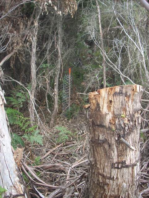 Trunk of a gum tree that has been cut witha young black wood in a gard growing in forest edge.