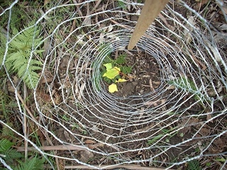 Young poplar planted in guard of wire mesh, looking down from directly above