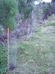 Stakes shows a line of young poplars planted on edge of the forest, staked and garded