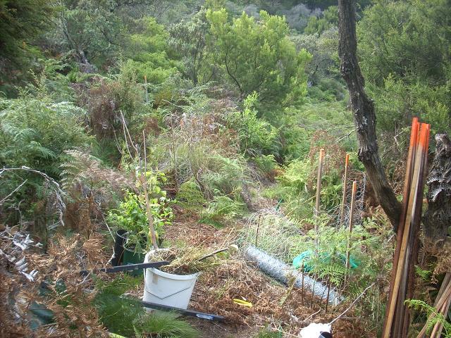 Orginal location of planting base camp in the food forest, this area is now the center of the garden.