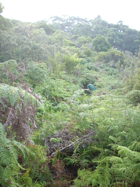 pic of adrian planting the food forest on a steep slope coverred in bracken