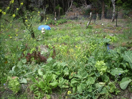 garden bed with plants growing