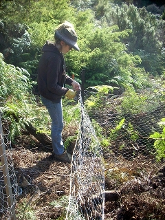 bryony attaching chicken wire to star pickets.