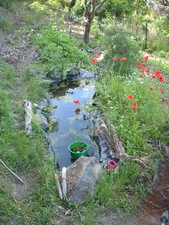 pond filled with water and with plants including flowers growing around