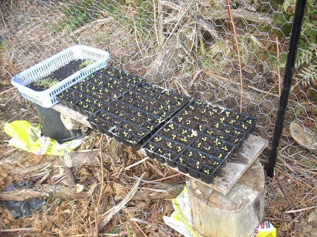 seedlings in trays growing in garden