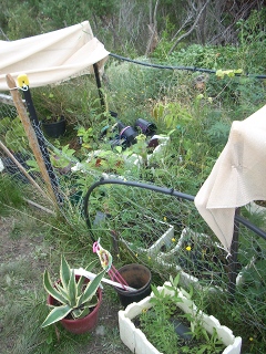 nursery covered in shade cloth