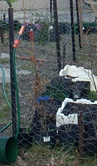 a hose was wedged into the chicken wire as the original method of water the garden