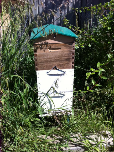 bee hive made of two standard bee boxes on bottom painted white and a flow hive on top in natural wood, grass grows close to the hive