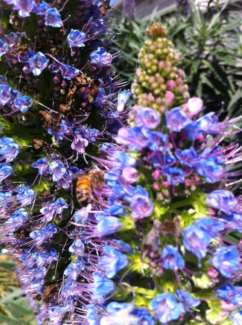 a bee harvesting from tall purple flowers