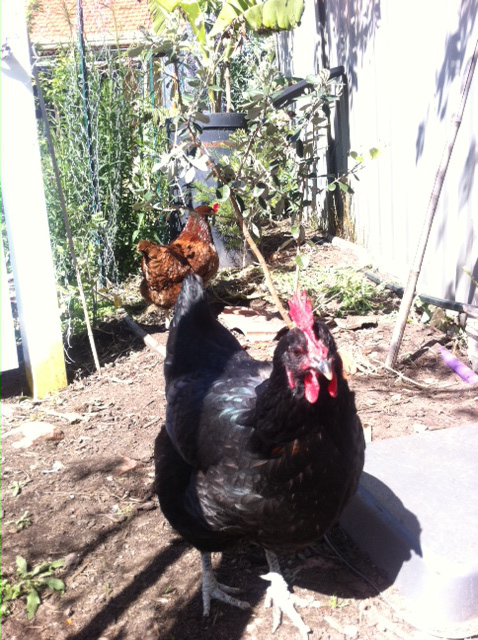 our black and brown chickens next to the compost bin