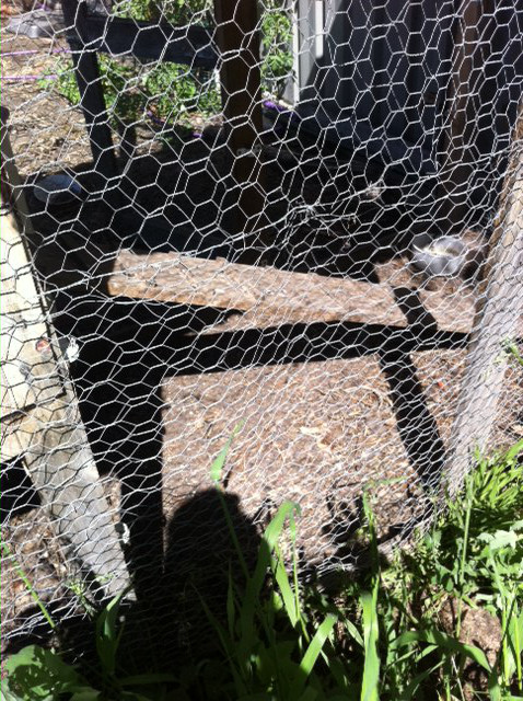 view into the chicken roost through the double layered chicken wire