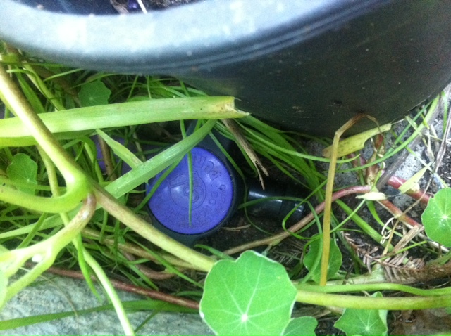 two part coils of purple pipe next to a wasabi plant