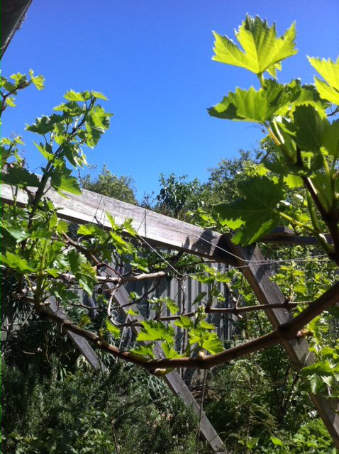 grape vine starting to put leaves out in early spring