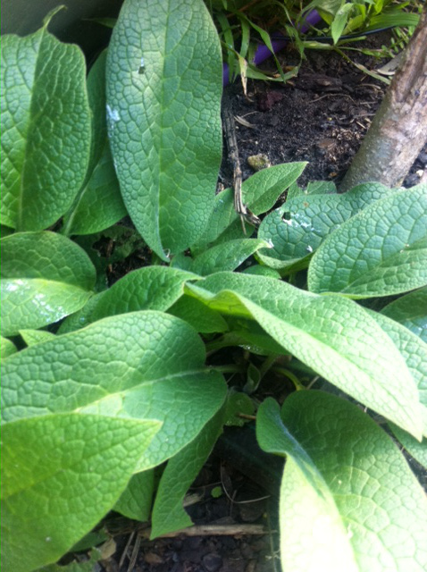 young comfrey leaves in early spring