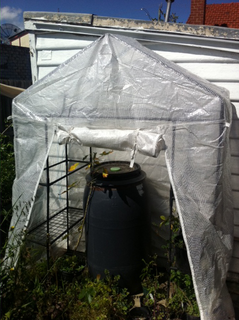 mini greenhouse from Bunnings - sort of clear plastic tent on a frame system with a zipper down the front