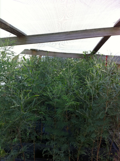 tops of blackwoods growing at about 190cm under a shade cloth at 195cm