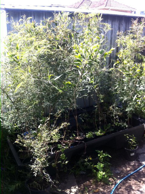 wicking bed and black woods next to tin shed