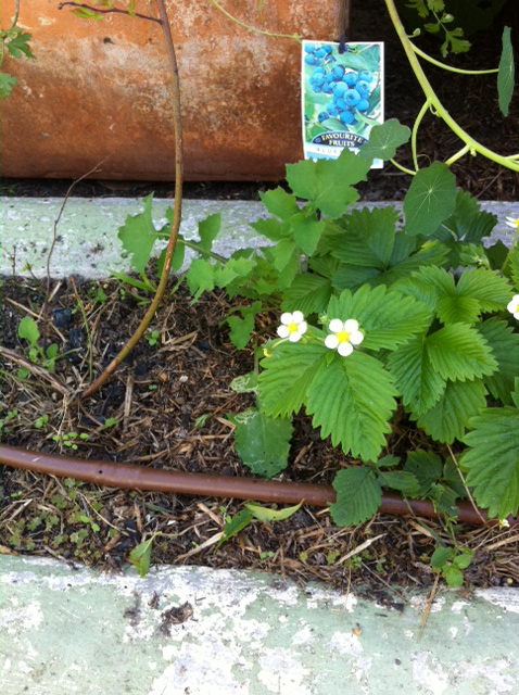 a brown drip line passing a small strawberry plant
