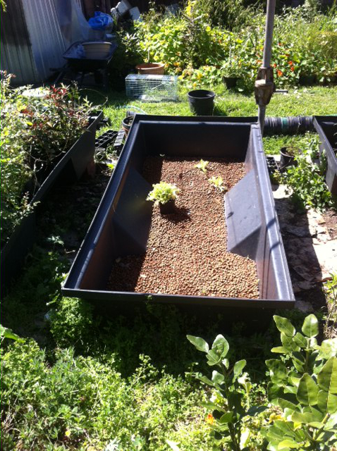 Picture of a large black plactic trough with expanded clay beds inside ready for conversion into a wicking bed.