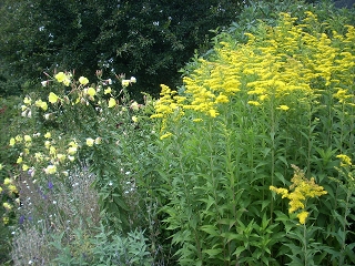 large pernials with yellow, whithe and cream flowers